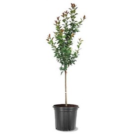 Profusion Crabapple Tree, Pink Flowering, Ornamental Value, Disease Resistance, Hardy, 5 gal, Nursery Pot