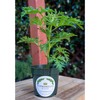Citronella Plant, Mosquito Plant, Thriving Inside a 4” Nursery Pot