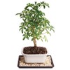 Brussel's Bonsai Brussel's Dwarf Hawaiian Umbrella Tree Bonsai-Small (Indoor) with Humidity Tray & Deco Rock