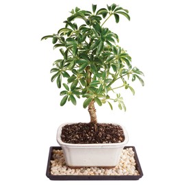 Brussel's Bonsai Brussel's Dwarf Hawaiian Umbrella Tree Bonsai-Small (Indoor) with Humidity Tray & Deco Rock