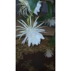 exotic 4 CLIPPINGS-Epiphyllum oxipetalum 'Queen of the Night' - 8"