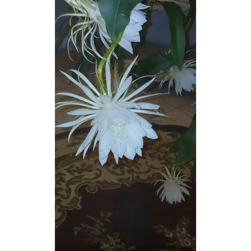 exotic 4 CLIPPINGS-Epiphyllum oxipetalum 'Queen of the Night' - 8"