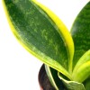 Florida House Plants Varigated Snake Plant, 2 inch, lengua de