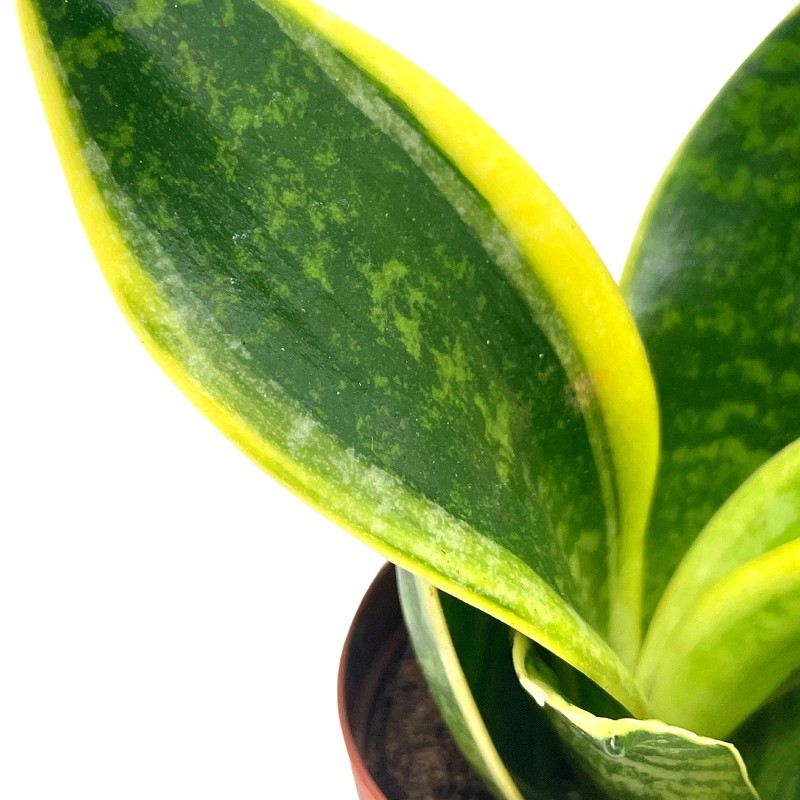 Florida House Plants Varigated Snake Plant, 2 inch, lengua de