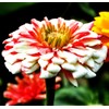 Mixed Zinnia Flower Seeds Garden Decor 5 Grams Over 800