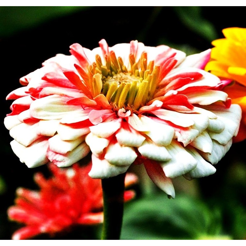 Mixed Zinnia Flower Seeds Garden Decor 5 Grams Over 800