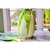 Peking Cabbage Seeds for Planting Chinees Beijing Napa Lettuce About