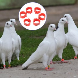 Pigeon rings, 100 pieces, pigeon foot rings, bird bands, plastic poultry rings, pigeon legs, poultry foot rings, pigeon feet, pigeon foot ring, small marking bird
