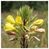 Everwilde Farms - 1 Lb Common Evening Primrose Native Wildflower