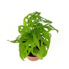 Swiss Cheese Plant Philodendron Adansonii Air Purifying Houseplant, 4" Pot