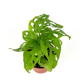 Swiss Cheese Plant Philodendron Adansonii Air Purifying Houseplant, 4" Pot