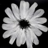 Feather Shower Feathers Plenty of 120 Decorative Feathers Wedding Wedding