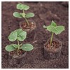 Everwilde Farms - 1 Oz Garden Sweet Burpless Cucumber Seeds