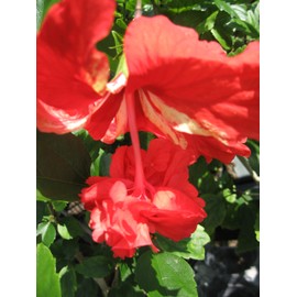 RED Lions Tail Tropical Hibiscus Live Plant Rare Unusual Pom Pom Poodle Tail Flower El Capitola Starter Size 4 Inch Pot Emeralds TM