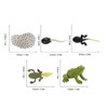 RiToEasysports Tadpole Frog Toy Set, Ranidae Growth Cycle Model for
