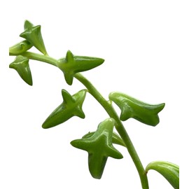 String of Dolphins, Very Attractive Little Dolphins Shaped Cute and Rare Succulent, Easy to Care, Green Thumbs Up, Live Indoor Plant, 4 inch Pot - Hopewind Plants Shop