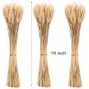 yarlung 300 Stems 16 Inch Dried Wheat Sheaves, Natural Wheat