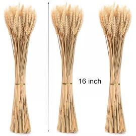 yarlung 300 Stems 16 Inch Dried Wheat Sheaves, Natural Wheat Stalks Bundle Fall
