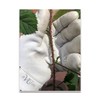 eVCom Heavy Duty Leather Gloves. Completely safe for pruning thorny