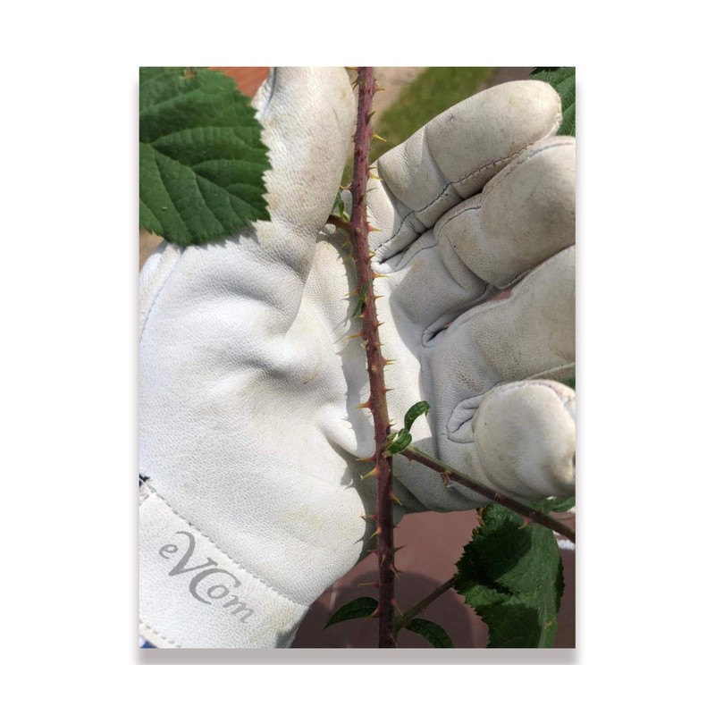 eVCom Heavy Duty Leather Gloves. Completely safe for pruning thorny