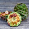 Ziggy's Wild Foods Wild Bunya Nut & Honey Miso 200g