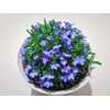 1000+ Blue Creeping Thyme Seeds for Planting, Dwarf Ground Cover
