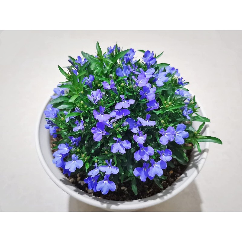1000+ Blue Creeping Thyme Seeds for Planting, Dwarf Ground Cover