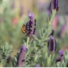 LAVENDER HONEY - 12 Ounce Tower by Savannah Bee Company