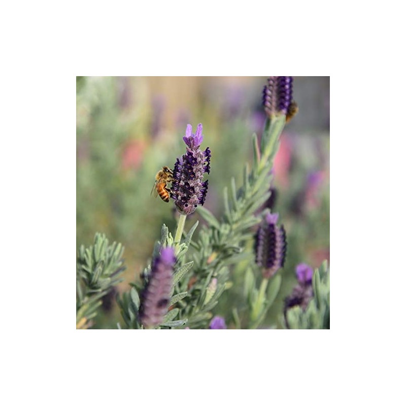 LAVENDER HONEY - 12 Ounce Tower by Savannah Bee Company