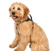 Premier Pet No Pull Comfort Harness - Small, Adjustable Padded