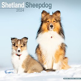 Shetland Sheepdog Calendar 2024 | Square Dog Breed Wall Calendar - 16 Month