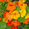 Dwarf Jewel Mix Nasturtium Flower, Pack of 500 Seeds by