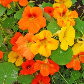 Dwarf Jewel Mix Nasturtium Flower, Pack of 500 Seeds by Seeds2Go