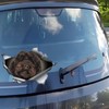 TIZIKJ Autoaufkleber 22cm(8.7 Inch) Pudel Aufkleber 3D Zerrissen Reflektierende Auto