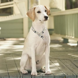 Haoyueer Training Dog Collar - No Pull Martingale, Slip With Slidable Stop Ring for Small, Medium, Large Dogs (NO8, M)