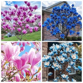 10+ Seed Magnolia Flower Seeds for Planting Outdoors -Perennial Ornamental Fragrant Tree Garden