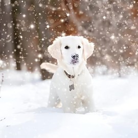 Charity Christmas Cards Box of 20 - BHF, Marie Curie, Parkinson's UK, Oxfam, The Stroke Association, NSPCC - Snow Dogs - 10 Each of 2 Designs - Eco-Friendly