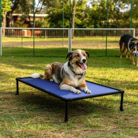 Veehoo Chew Proof Elevated Dog Bed, Durable Raised Dog Training Platform, Platform Dog Beds for Large Dogs, Raised Pet Cot Training System for Place, Agility, Indoor or Outdoor, CWC2420CP