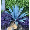 Super Blue Agave Americana, Century Plant - Size: 6in Pot,