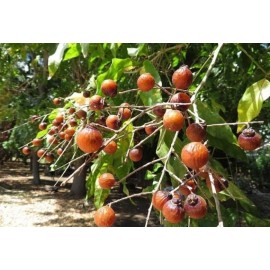 Buy Rare Seeds Sapindus mukorossi | Indian & Chinese Soapberry | Washnut | 5_Seeds