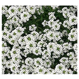 Sweet Alyssum Seeds - 8000 Seeds - Carpet of Snow - Great Ground Cover