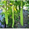 22Day Seeds: Seeds Long Gourd/Green Calabash/Non GMO/Heirloom