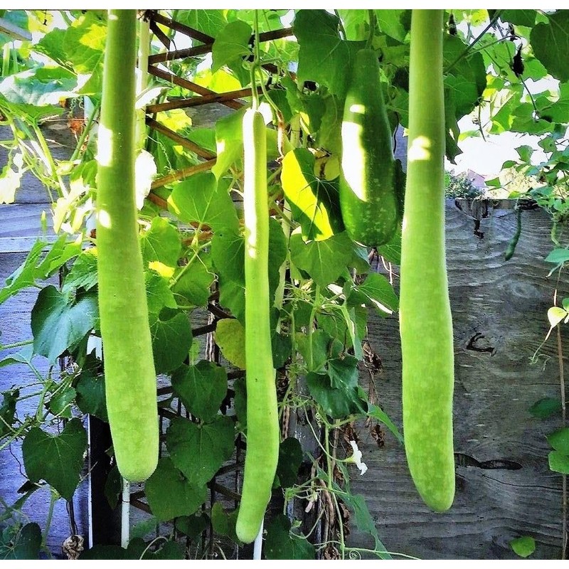 22Day Seeds: Seeds Long Gourd/Green Calabash/Non GMO/Heirloom