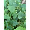 Home-Growth Fish Mint, Houttuynia Cordata, Chameleon Plant - 10 Bare