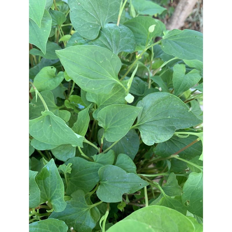 Home-Growth Fish Mint, Houttuynia Cordata, Chameleon Plant - 10 Bare