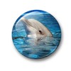 Polar Bear in the Arctic Fridge Magnets [05] Pack of