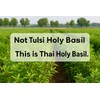 Hida Beauty Dried Thai Holy Basil Leaves 30g Whole Leaves