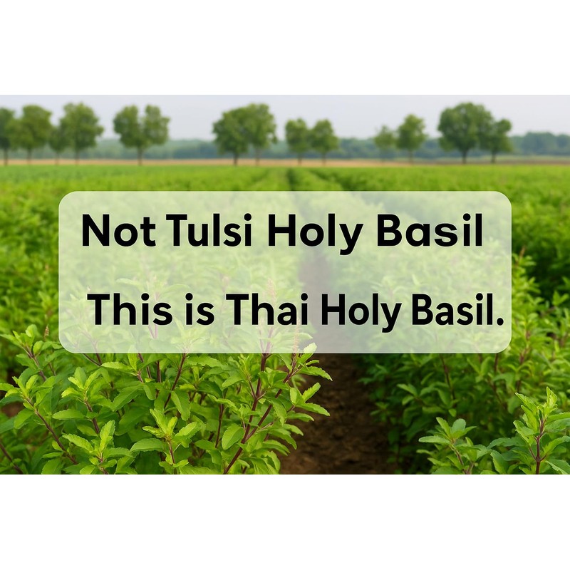 Hida Beauty Dried Thai Holy Basil Leaves 30g Whole Leaves