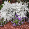 Outsidepride Dusty Miller Flower Seeds - 10,000 Pcs Annual, Beautiful