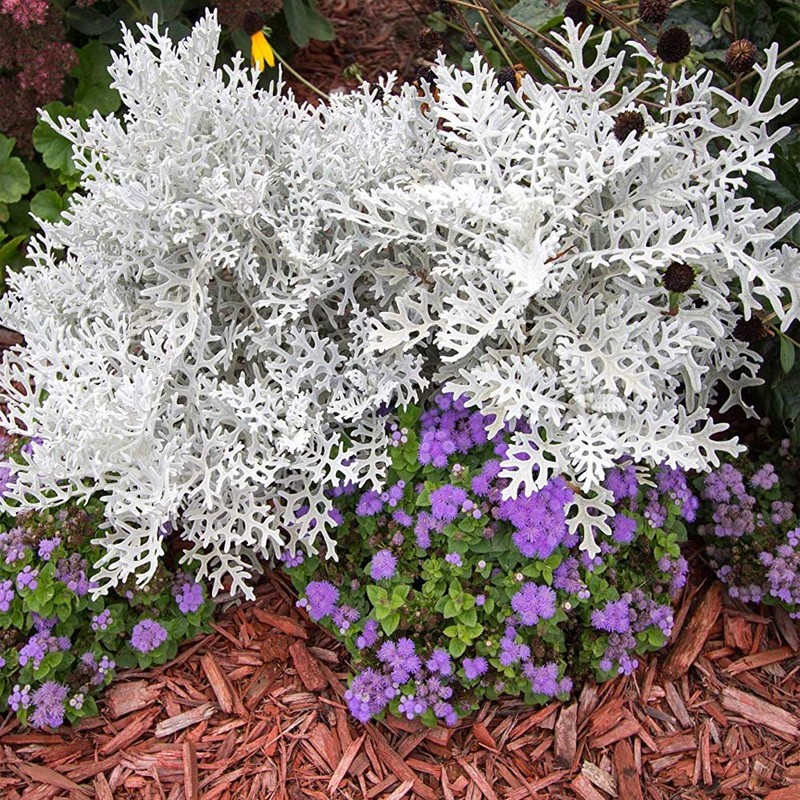 Outsidepride Dusty Miller Flower Seeds - 10,000 Pcs Annual, Beautiful
